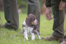 Hundepräsentation 2019
